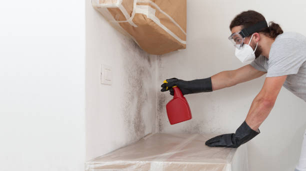 Professional Basement Mold Remediation technician working in Ledgewood, NJ