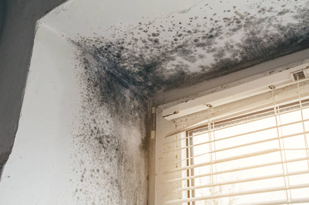 Affordable Basement Mold Remediation solutions in Ledgewood, NJ